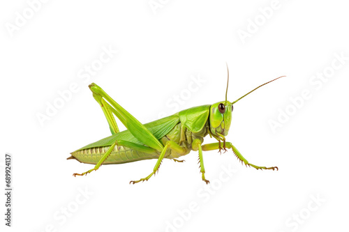 Patanga grasshopper