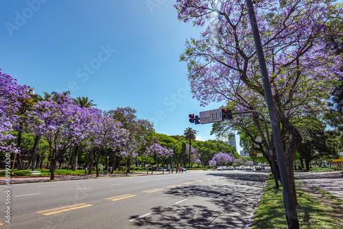 Autopista rodeada de árboles de Jacarandá en la ciudad de Buenos Aires, se observan automóviles al fondo photo