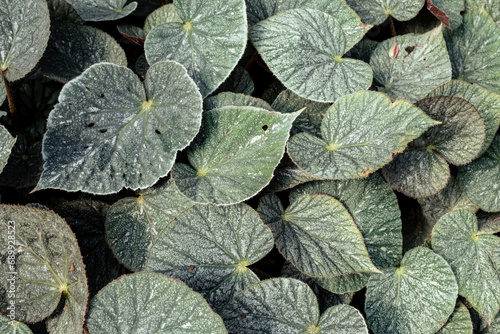 begonia leafs background