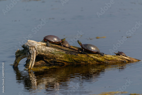 Painted Turtles Sunning Themselves at Tuttle Marsh, in Oscoda County, Michigan. photo