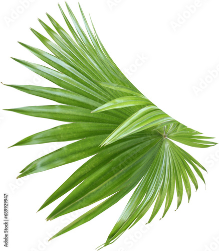 tropical nature green fan palm leaf pattern on transparent background png file photo