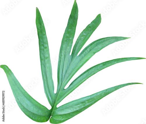 tropical jungle monstera leaves , vine leaf tree isolated on transparent background png file