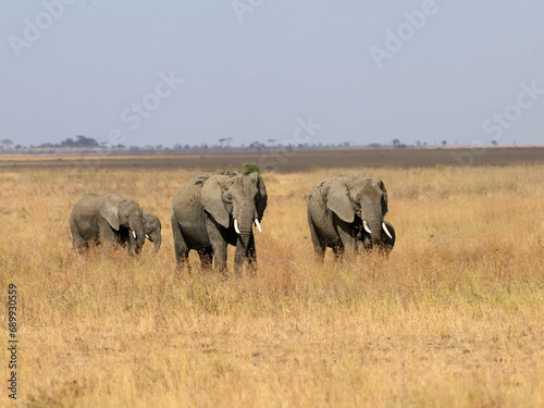 The family group of elephants or a herd foraging in savannah