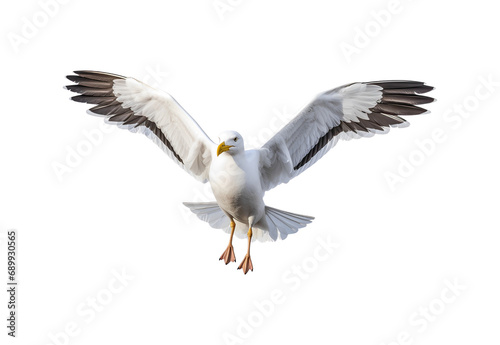 _Seagull_flying_full_body._No_shadows