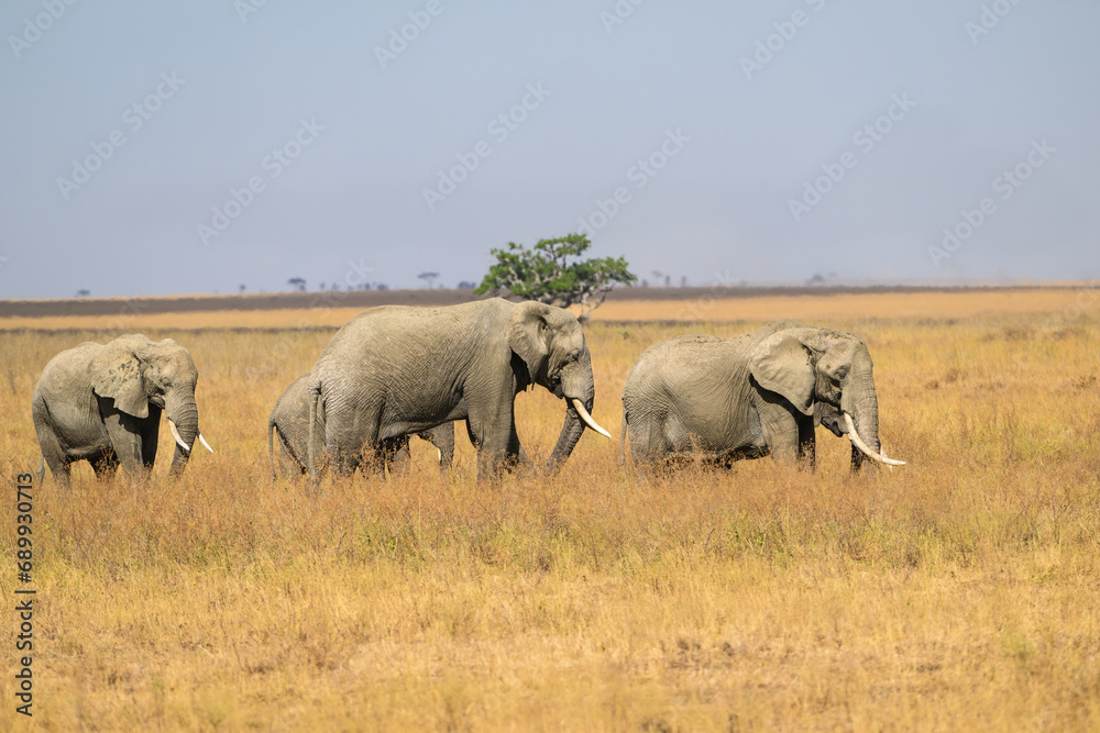 The family group of elephants or a herd foraging in savannah The family group of elephants or a herd foraging in savannah
