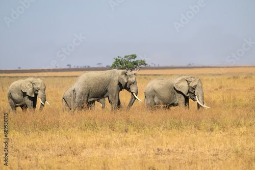 The family group of elephants or a herd foraging in savannah