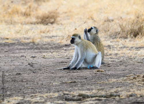 Vervet Monkeys in Serengeti National park, Tanzania, East Africa