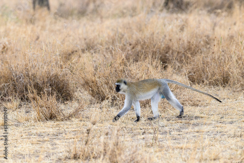 Vervet Monkey walking in Serengeti National park, Tanzania, East Africa