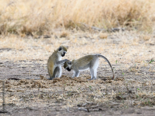Vervet Monkeys in Serengeti National park  Tanzania  East Africa