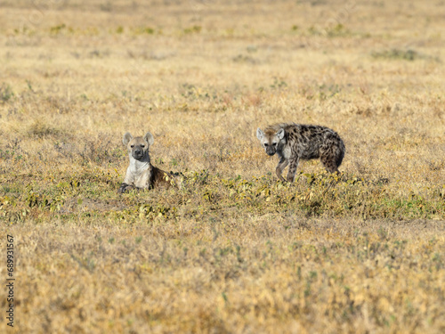 Spotted Hyenas in Serengeti National park  Tanzania  East Africa