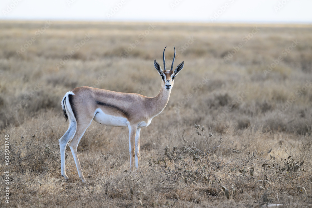 Thomson's Gazelle standing in the sun-dried savannah in the dry season Thomson's Gazelle standing in the sun-dried savannah in the dry season
