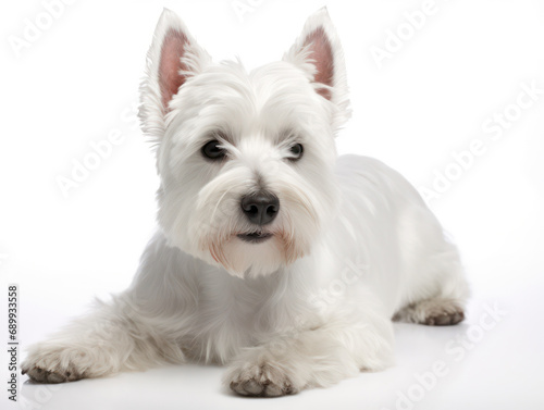 West Highland White Terrier Dog Studio Shot, Isolated on Clear Background, Generative AI