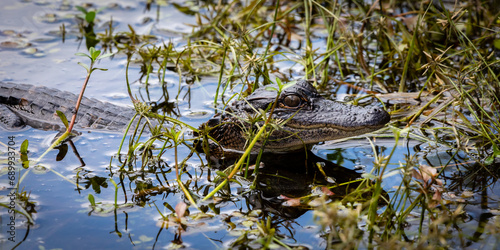 Lowcountry USA Wildlife