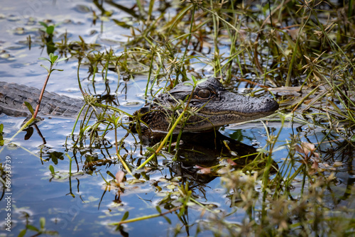 Lowcountry USA Wildlife