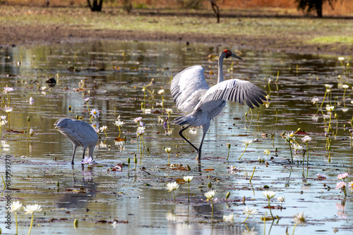A pair of Australian cranes (Antigone rubicunda) also known as a Brolga. Tropical North Queensland.	