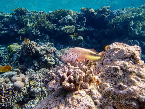Fototapeta Naklejka Na Ścianę i Meble -  Paracirrhites forsteri in a coral reef of the Red Sea