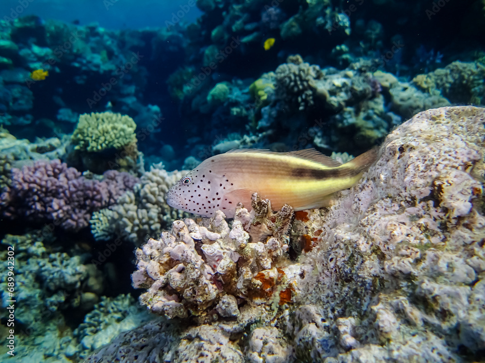 Paracirrhites forsteri in a coral reef of the Red Sea Paracirrhites forsteri in a coral reef of the Red Sea