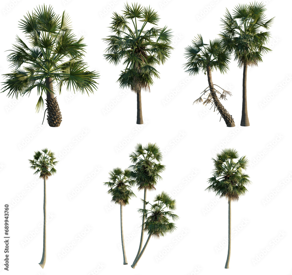 Fototapeta premium Borassus flabellifer png transparent