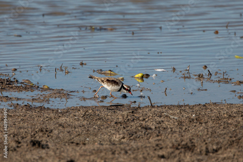 A Black-fronted dotterel (Elseyornis melanops) in the wetlands of far north queensland, Australia. photo