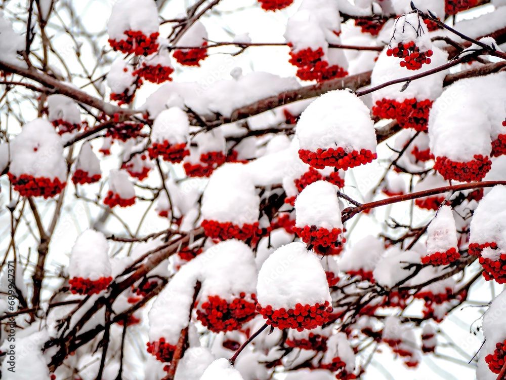 berries on the branches of mountain ash covered with snow