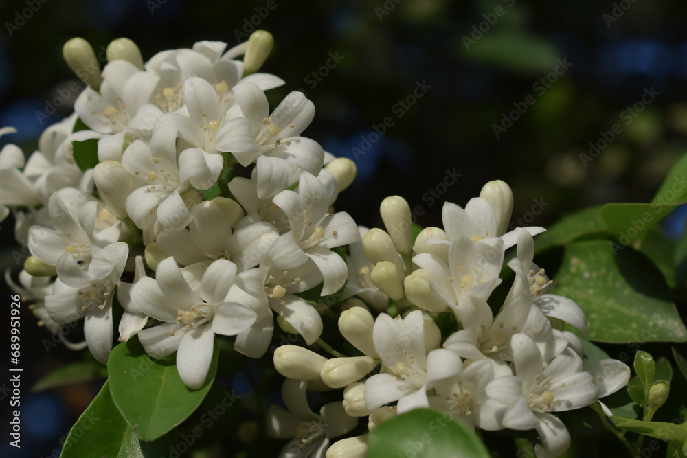 Murraya paniculata or kemuning flower, a flower has a mystical aura because of its fragrant aroma when it blooms at night Murraya paniculata or kemuning flower, a flower has a mystical aura because of its fragrant aroma when it blooms at night