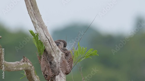 Camera zooms out while the bird is in its nest tending its babies, Ashy Woodswallow Artamus fuscus, Thailand photo