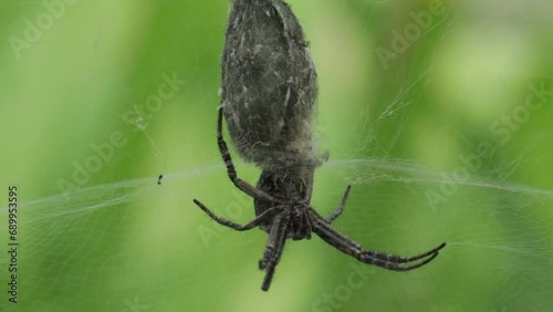Native to Norfolk Island, Australia the Foliage Web Spider. Handheld photo
