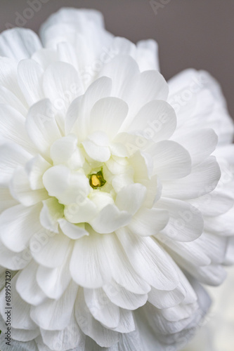 White Peony Flower Closeup