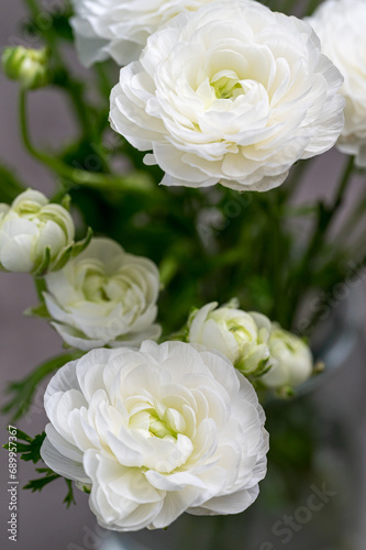 White Peony Flower Closeup