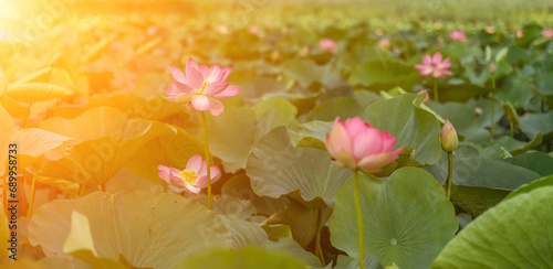A pink lotus flower sways in the wind. Against the background of their green leaves. Lotus field on the lake in natural environment.