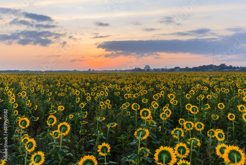 Sunflowers admiring the sunrise