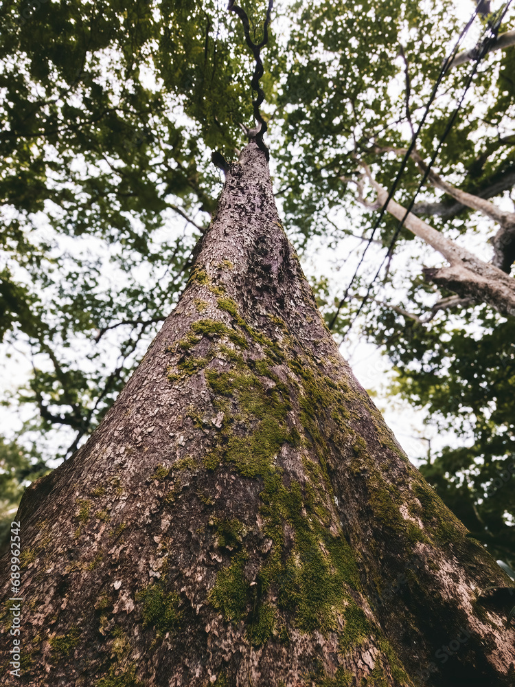 Low angle view of moss covered tree trunk in the rainforest jungle. Low angle view of moss covered tree trunk in the rainforest jungle.