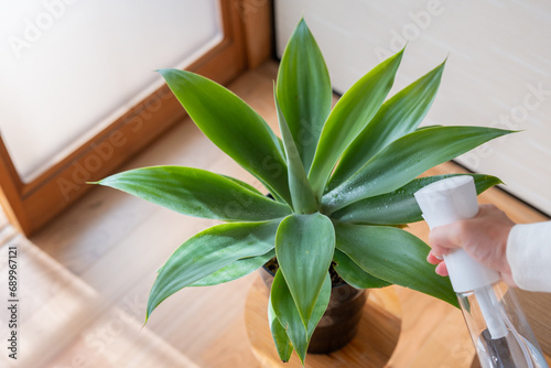 Bild auf Leinwand 観葉植物　葉水