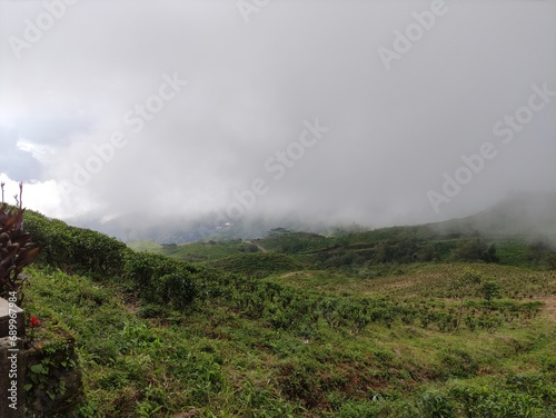 Makassar Indonesia 8 December 2023, A large tea plantation in the highlands located in Malino, South Sulawesi 