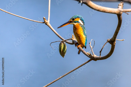 Beautiful birds in Bangladesh