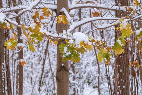Bunte Blätter im Winter sind mit Schnee bedeckt photo
