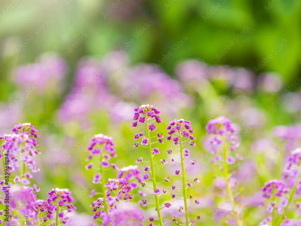 Verbena bonariensis flowers, Argentinian Vervain or Purpletop Vervain, Clustertop Vervain, Tall Verbena, Pretty Verbena, in garden Verbena bonariensis flowers, Argentinian Vervain or Purpletop Vervain, Clustertop Vervain, Tall Verbena, Pretty Verbena, in garden
