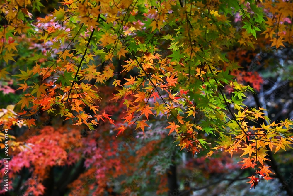 Leaf-peeping is called 'Momiji-gari' in Japan. Japanese people value the seasons, and enjoy cherry blossom viewing in the spring, and go to see the autumn leaves in the fall. Leaf-peeping is called 'Momiji-gari' in Japan. Japanese people value the seasons, and enjoy cherry blossom viewing in the spring, and go to see the autumn leaves in the fall.