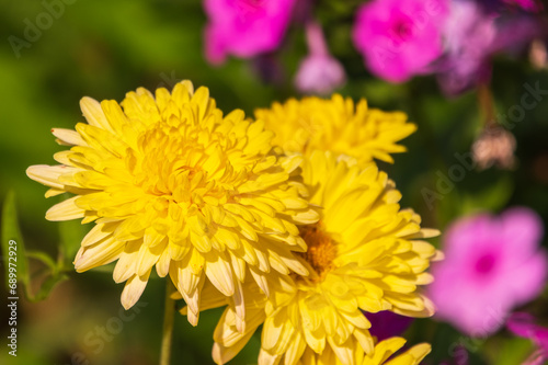 Bunch of yellow aster flowers. Flowering plant in autumnal garden