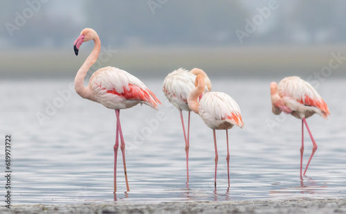 Greater flamingo s flock in national park in Greece