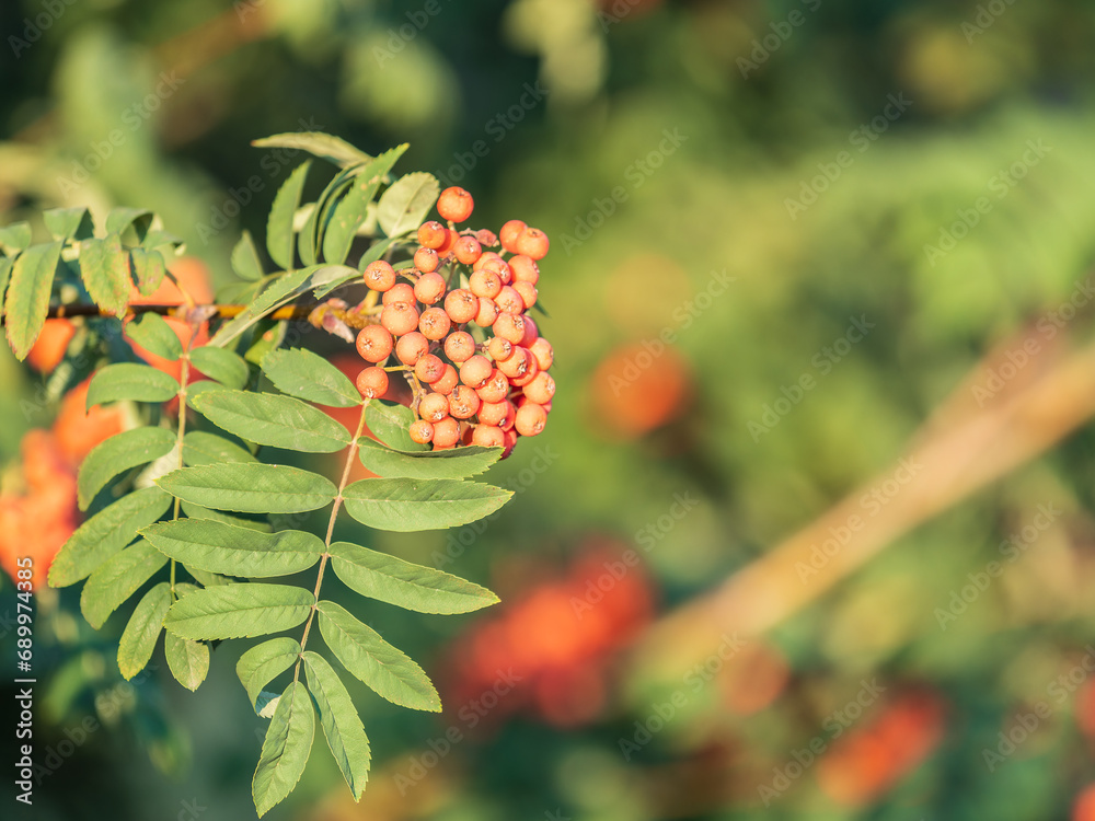 A bunch of red rowan in autumn leaves.