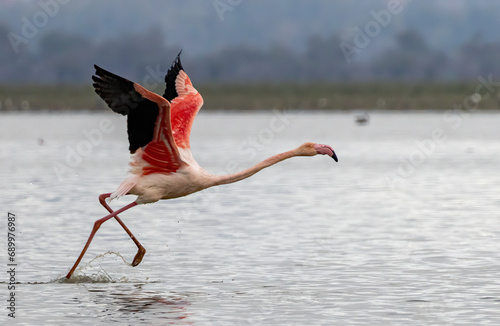 Greater flamingo`s flock in national park in Greece