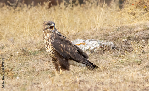 Common Buzzard in autumn mountain