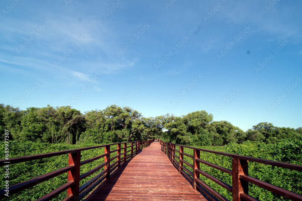 wooden bridge in the forest