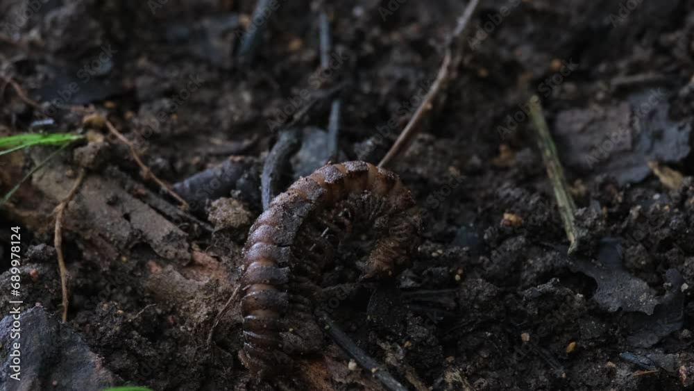 Suddenly springs up to life as it moves to the left taken as a time-lapse, Millipede, Orthomorpha, Thailand Suddenly springs up to life as it moves to the left taken as a time-lapse, Millipede, Orthomorpha, Thailand