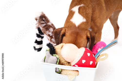 Obraz na plátně Dog looking for favorite toy with head in toy box