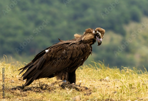 Cinereous vulture sitting on feeding station