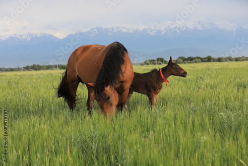 Horses graze in the steppe in the Almtain region in Kazakhstan. © Михеев Павел