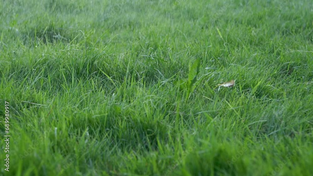 Close-up blurred rain water drops falling down on green grass, nature background Close-up blurred rain water drops falling down on green grass, nature background