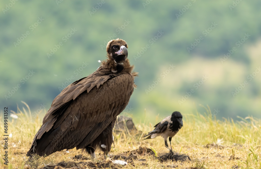 Cinereous vulture sitting on feeding station Cinereous vulture sitting on feeding station